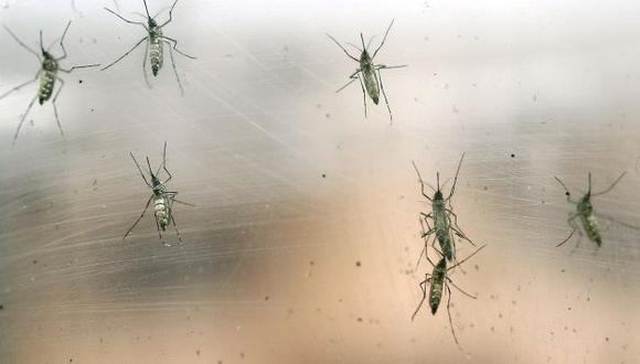 El mosquito Aedes Aegypti es el trasmisor del virus del Zika. (AP)