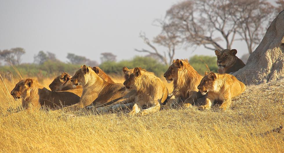 Elefante mata a un cazador y su cuerpo es devorado por leones en Sudáfrica  | MUNDO | PERU21