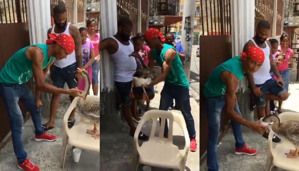 A Facebook llegó el video de un hombre que da órdenes a un ganso en un show callejero. Ocurrió en República Dominicana y se hizo viral en redes sociales. (Foto: Captura)