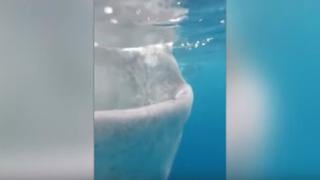 Turista vive terrorífico momento al casi ser absorbido por tiburón gigante [VIDEO]