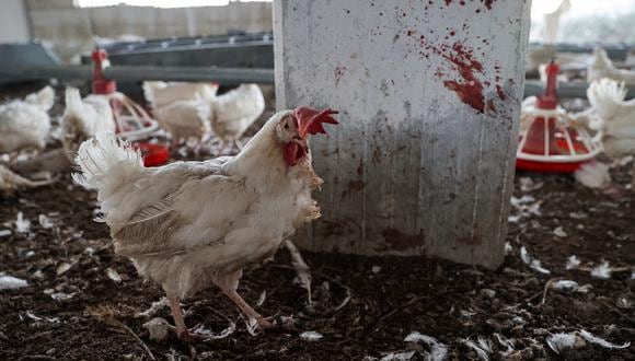 Los criadores italianos han tenido que sacrificar 18 millones de animales desde el comienzo de la epidemia, a mediados de octubre. (Foto referencial: OMAR HAJ KADOUR / AFP)