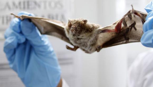 Los murciélagos transmiten la rabia en la Amazonía. (USI)