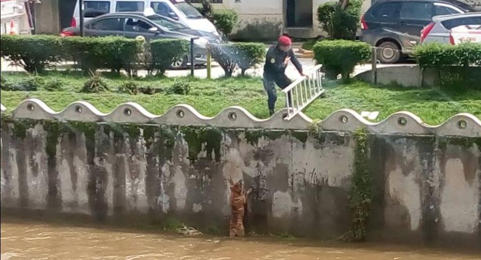 Huancavelica: Policías y bomberos rescatan a perro que iba a ser arrastrado por río (PNP)