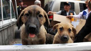 Congreso aprobó por unanimidad Ley de Protección y Bienestar Animal