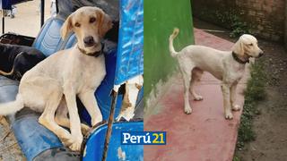 Marcos, el perro de la Policía que también fue asesinado en la emboscada en el VRAEM