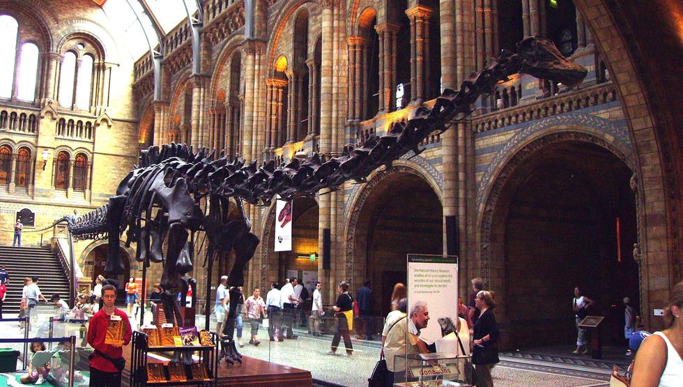 'Andrew': El fósil de Diplodocus que ha despertado nuevas dudas sobre los dinosaurios. (Difusión)