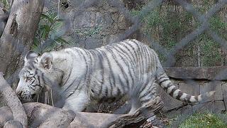 Chile: Trabajador de zoológico queda grave tras ataque de tigre