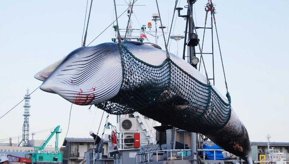 Japón retoma la caza comercial de ballenas tras 30 años de interrupción. (AFP)