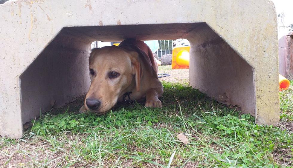 Municipalidad de Rancagua hace un llamado a adoptar perritos del Canil  Municipal. < El Rancagüino