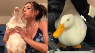 Yudy, la joven que arrasa en TikTok por enseñar la rutina de su mascota: el pato Aflac