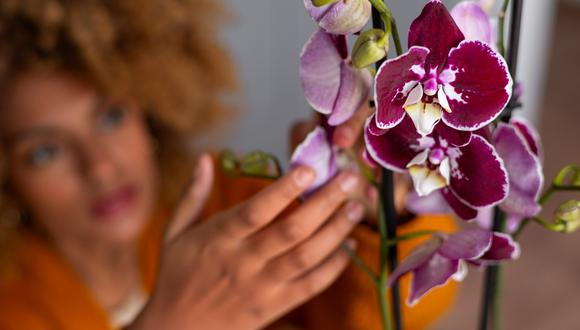 El Museo de Arte Contemporáneo de Lima (MAC) celebrará la biodiversidad y la elegancia floral en la Exposición Internacional de Orquídeas (Difusión).