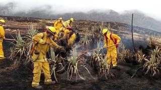 Cusco: expertos en incendios forestales ayudarán a extinguir fuego que afecta bosques de eucalipto y pino