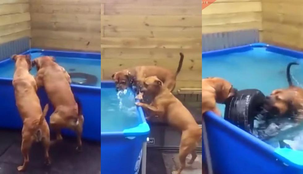 El video de Facebook mostró el ingenio de los dos perros bóxer de México y generó miles de risas hasta volverse viral entre los usuarios de las redes sociales. (Foto: Captura)
