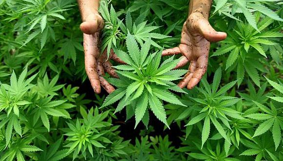 Los expertos tendrán un mes para discutir el uso del cannabis (USI)