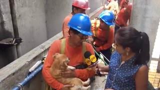 Trabajadores de Sedapal rescataron a perrita arrastrada por huaico [Video]