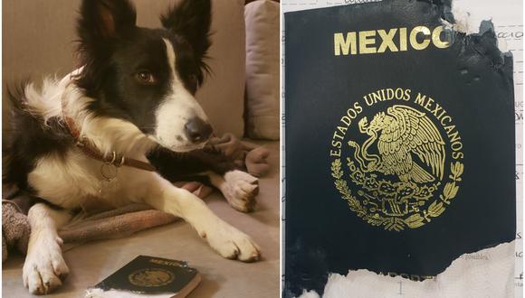 Simona, la perrita que se comió un pasaporte y fue premiada por la Secretaría de Relaciones Exteriores. (Foto: @JMarquezP / Twitter)