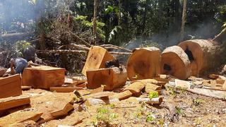 Plantean nuevas iniciativas para combatir la tala ilegal de madera en la Amazonía 