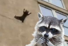 Instagram: temerario mapache se lanza de un noveno piso y sobrevive | VIDEO