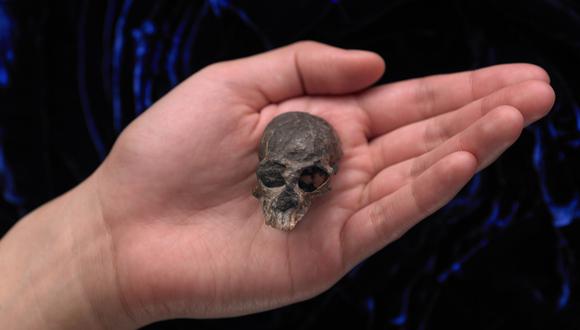 Mano de un funcionario sosteniendo un cráneo fósil excepcional de Chilecebus carrascoenis, un primate de 20 millones de años de edad.&nbsp;&nbsp;(Foto: AFP)