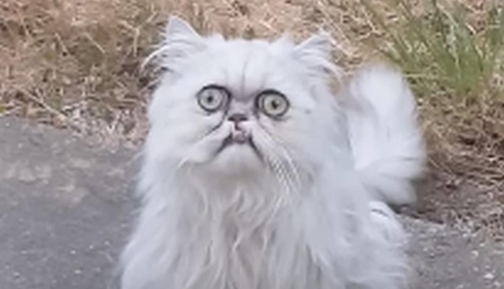 El primer protagonista del video es este gato persa que llama la atención al tener las pupilas tan dilatadas. (Foto: captura Facebook)