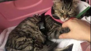 Facebook viral: Este 5 de junio se resolverá si gato peruano Lee es sometido o no a la eutanasia en Bélgica 