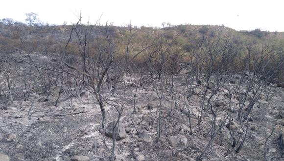 Áncash: incendio forestal en Yungay duró dos días y arrasó con más de 40 hectáreas (Foto: COER)