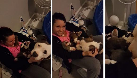 Una cuidadora temporal de perros formó un increíble lazo con una pitbull que acababa de convertirse en madre. (Foto: Stevoni Doyle en YouTube)