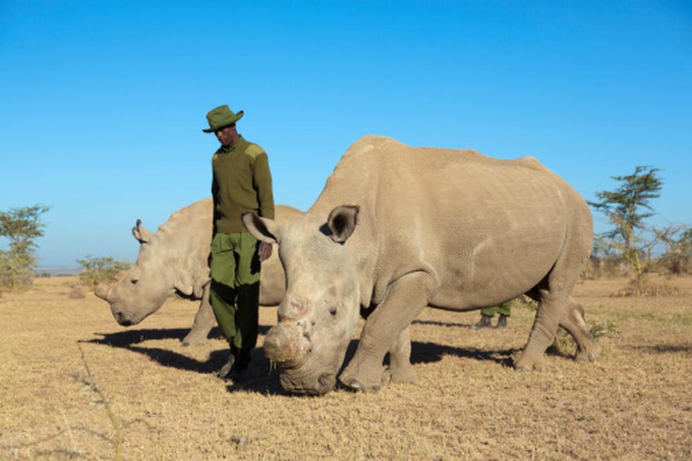 Sudán, el último rinoceronte blanco del norte macho dejó de existir el último lunes tras ser sacrificado debido a una grave enfemerdad. (Getty Images)