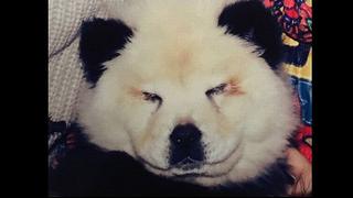 Circo de Italia que presentaba perros chow chow como osos panda fue cerrado