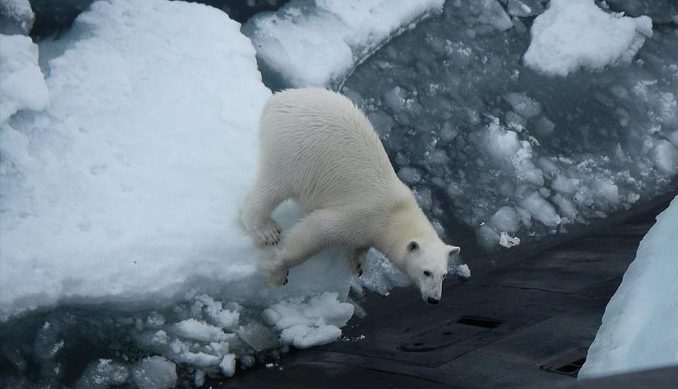 El oso polar se trepó sobre el submarino nuclear ruso en las aguas del Ártico. Las imágenes son viral entre los usuarios de Facebook. (Twitter)