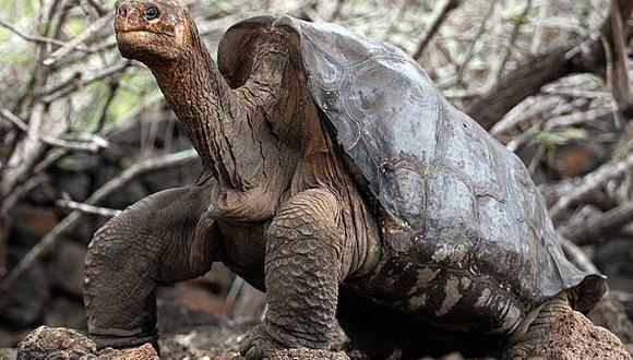 Recuperan en Galápagos especie de tortuga considerada extinta hace 150 años (AFP)