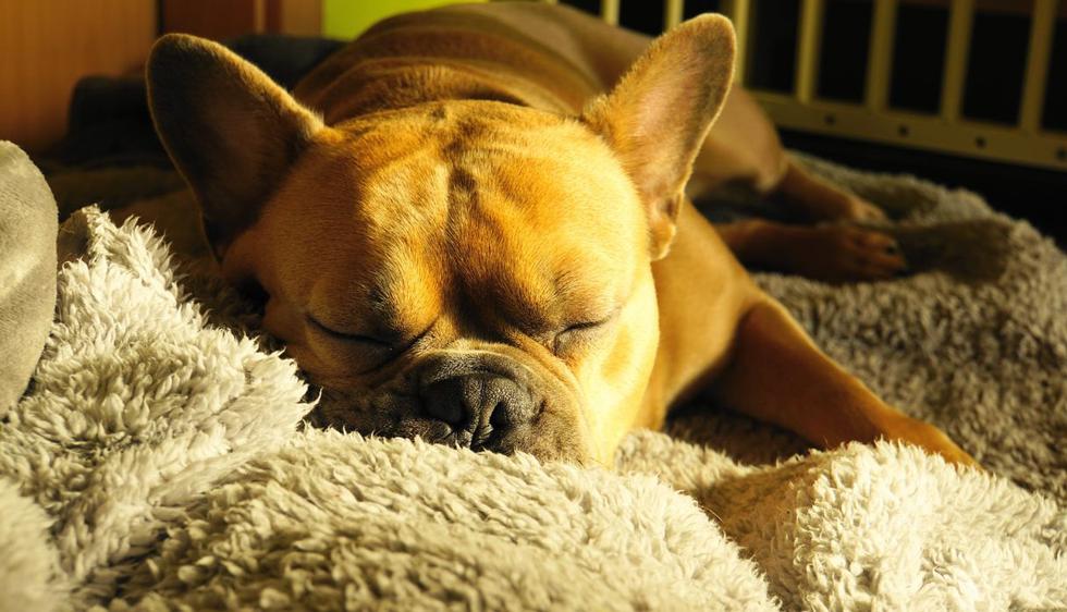 El bulldog francés es el bebé de la casa y queda más demostrado todavía por el particular truco que usa para dormir. (Foto: Pixabay)