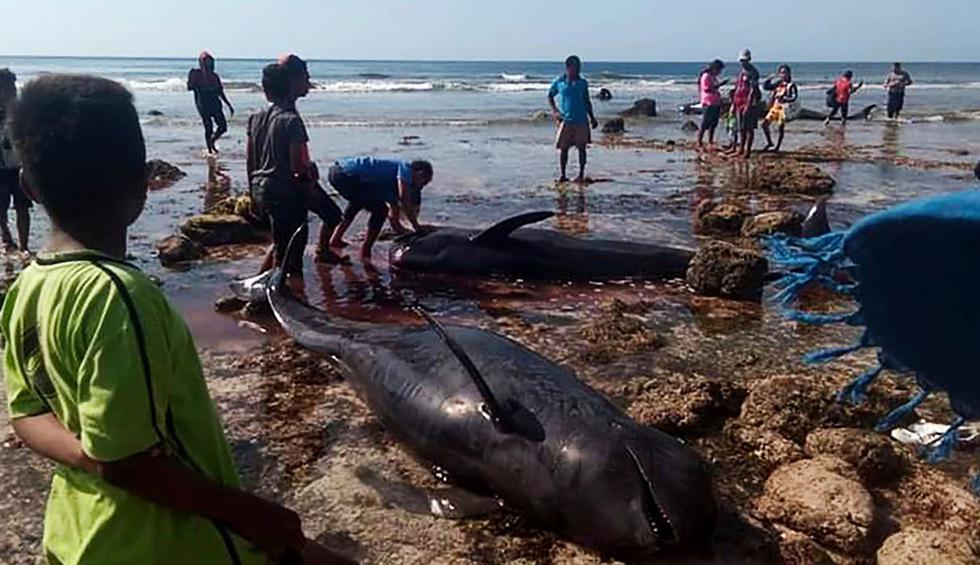 Indonesia: Hallan siete ballenas muertas en una playa. (Foto: AFP)