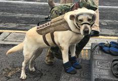 'Frida', conoce a la perrita mexicana que rescató a 52 personas del terremoto