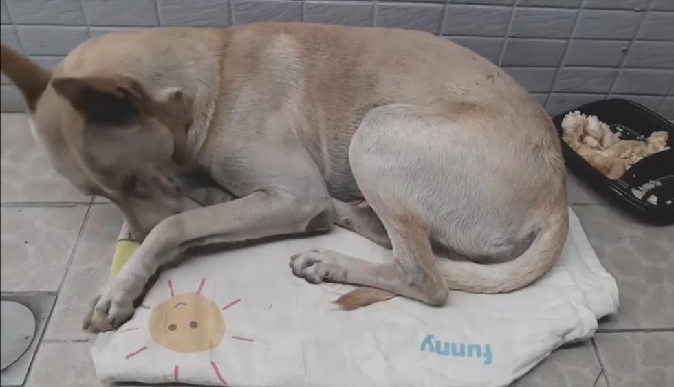 Un perro esperó a su dueño frente a una tienda durante medio año sin entender que lo habían abandonado. (Sube wu / Facebook)<br>