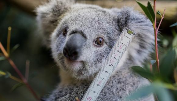 El número de koalas vivos ha descendido hasta niveles tan alarmantes que ya fue señalado como una especie "funcionalmente extinta". (Foto: AFP)