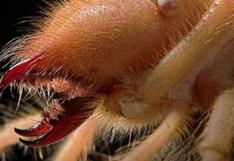 Araña camello: descubren nueva especie de arácnido que come carne humana