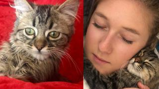 Senasa se pronuncia sobre gato cusqueño que podría ser sometido a eutanasia en Bélgica: “¡Lee eres bienvenido a Perú!”
