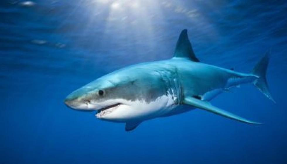 España: Avistan un gran tiburón blanco por primera vez desde hace más de 40 años. (Getty)