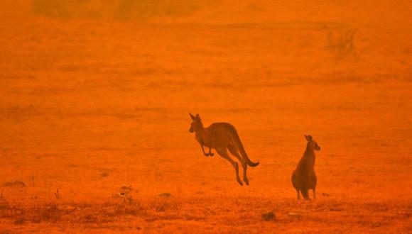 Así huyen decenas de canguros de los brutales incendios forestales en Australia | VIDEO. (AFP)