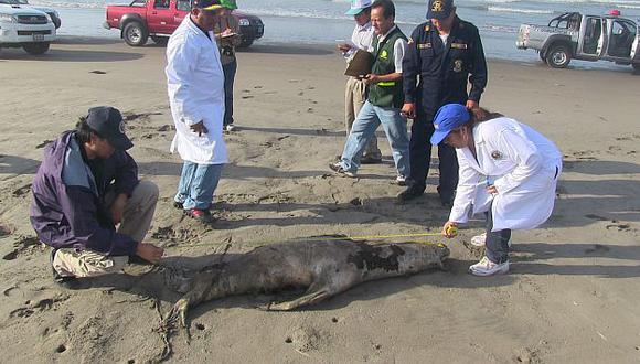 Hallan lobos marinos y pelícanos muertos en la bahía de Chimbote. (USI/Referencial)