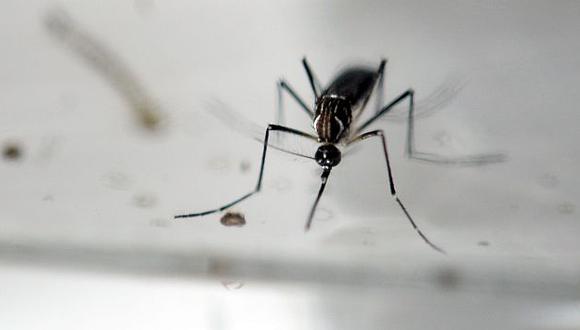 Zika: OMS estima que virus afectará entre 3 y 4 millones de personas en América. (AFP)