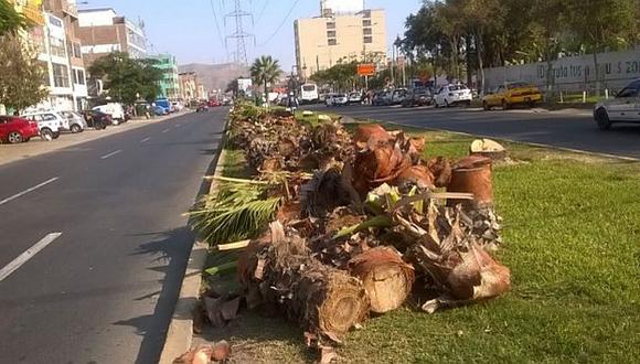 Municipalidad de Lima responsabilizó al Municipio de Los Olivos por la tala de 40 palmeras. (@Katiarox)