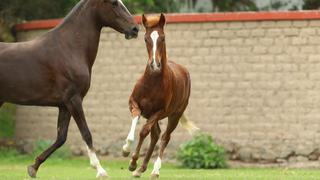 Senasa suspende importación de equinos europeos para prevenir transmisión de rinoneumonitis