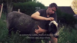 Granja propone abrazar ovejas para combatir la soledad y el aislamiento provocado por la COVID-19