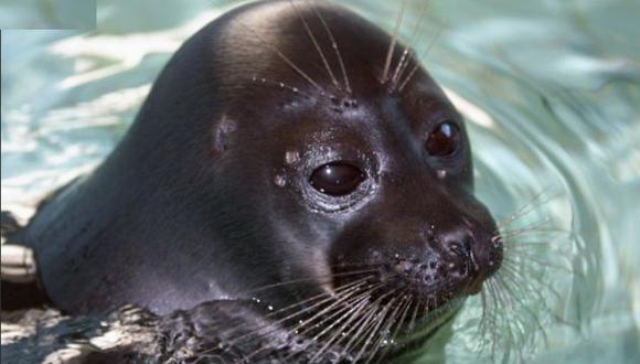 Rusia: Cerca de 130 focas fueron encontradas muertas a orillas de un lago. (Alexander Nemenov/AFP)