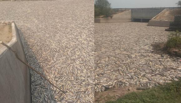 Millones de peces murieron por la falta de agua en un río en Formosa, Argentina. La noticia ha trascendido mundialmente.| Foto: @matiaslongoni/Twitter