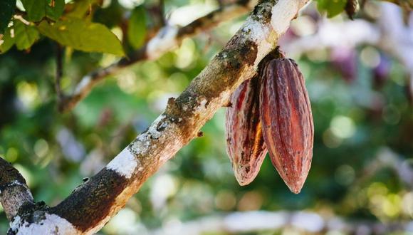 Semillas de cacao del árbol puro nacional (Foto: Joerg Steber/Getty Images)