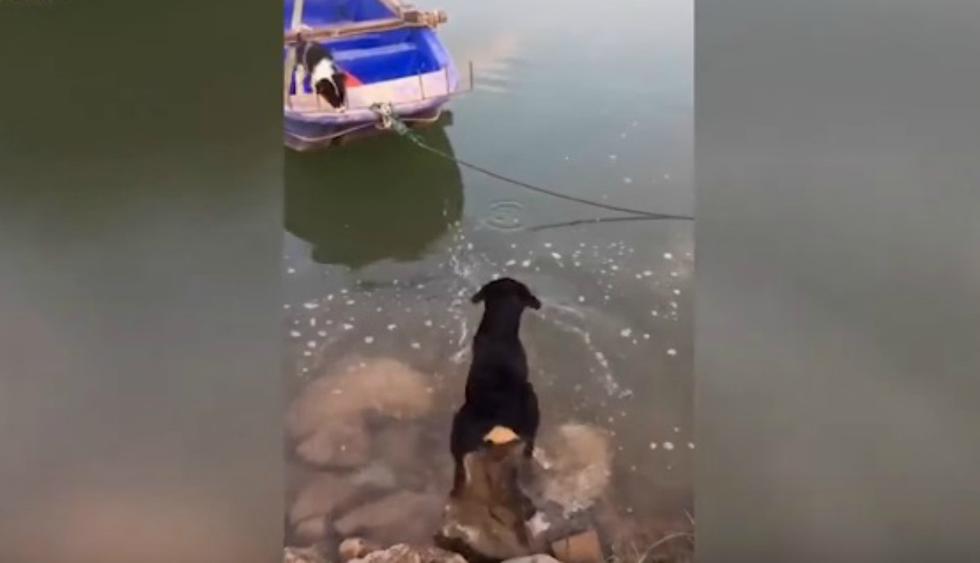 Se viralizó en Facebook el noble acto de un perro que no dudó en ingresar al agua para ayudar a otro can. (Foto: Captura)