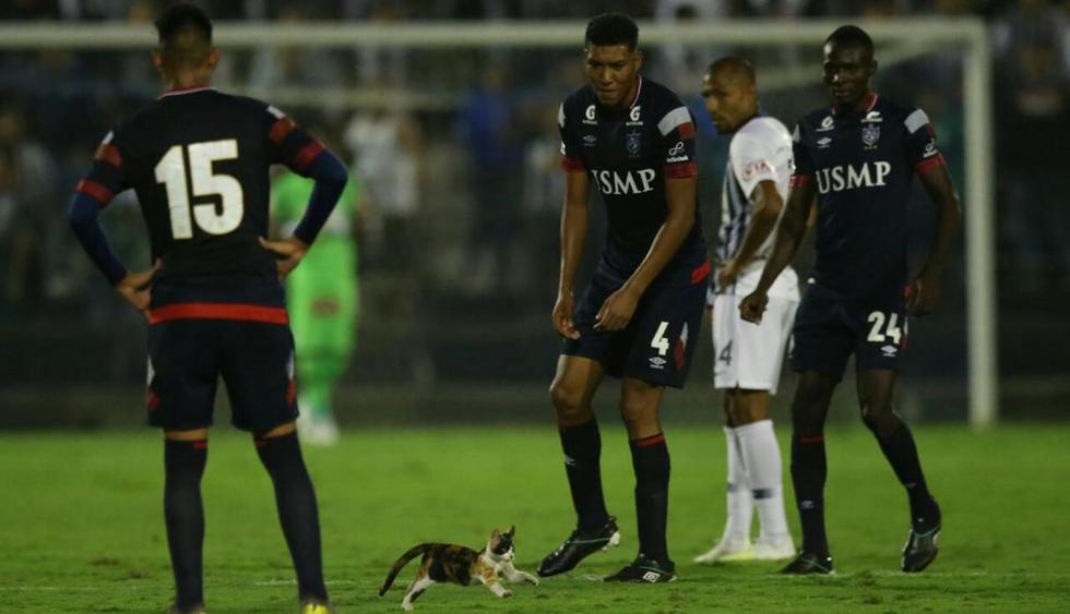 El gato que invadió el campo de juego del estadio de Matute ya fue adoptado. (Fernando Sangama/GEC)